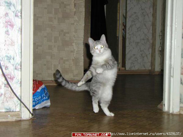 Видишь? Я Пришёл! Ассам!