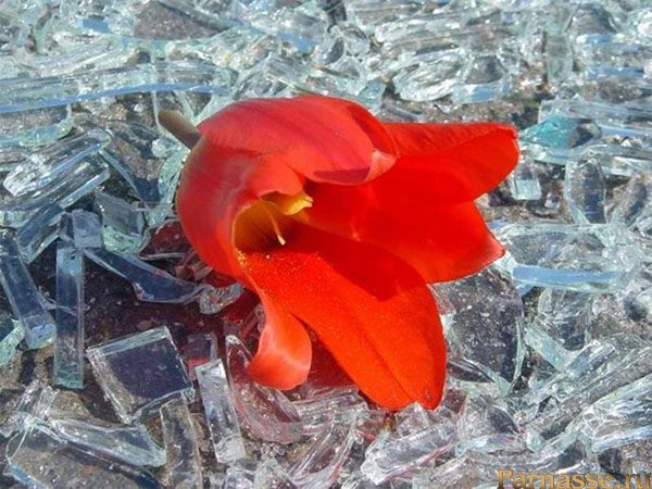 В разбитых стёклах Q