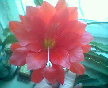 Чудо из семи чудес!