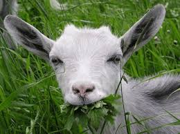 Опять эти мелочи жизни мешают Поэту творить...