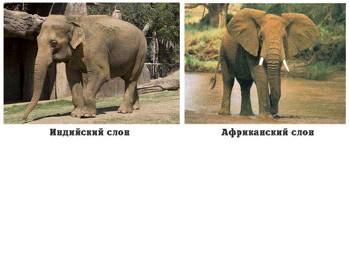 Африканские и индийские слоны 1 класс. Индийский слон и Африканский слон отличия. Отличие африканского слона от индийского. Индийский слон и Африканский слон отличия фото. Отличие африканского слона от индийского слона.