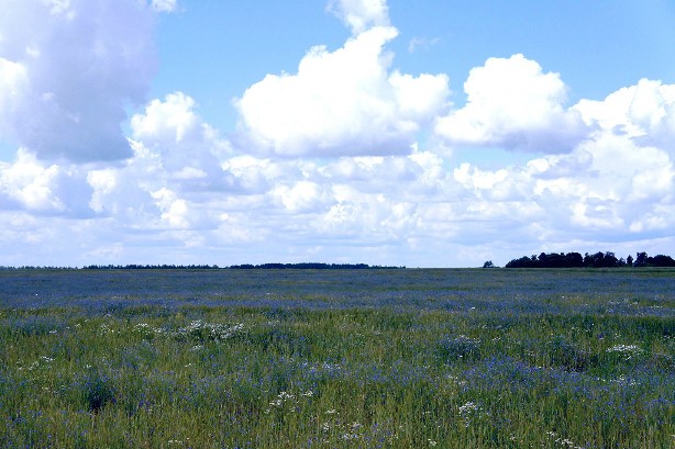 Я вижу мир таким - терцины