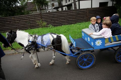 Год Лошадки