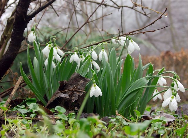 Весенний лес