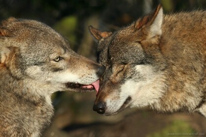 Любовь волчицы