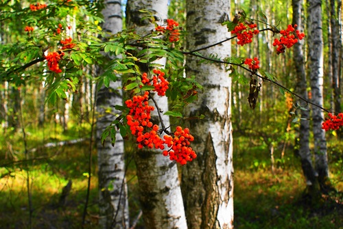 Селиконовый мир