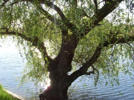 Перше кохання