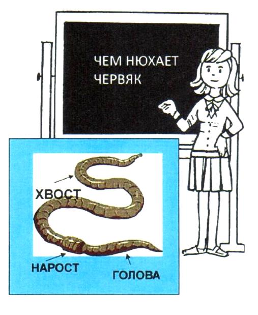 Чем нюхает червяк