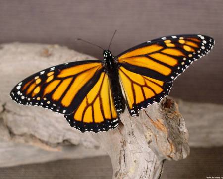 Если завтра грянет гром