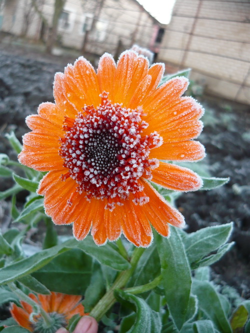 Я тисками тоски стиснута