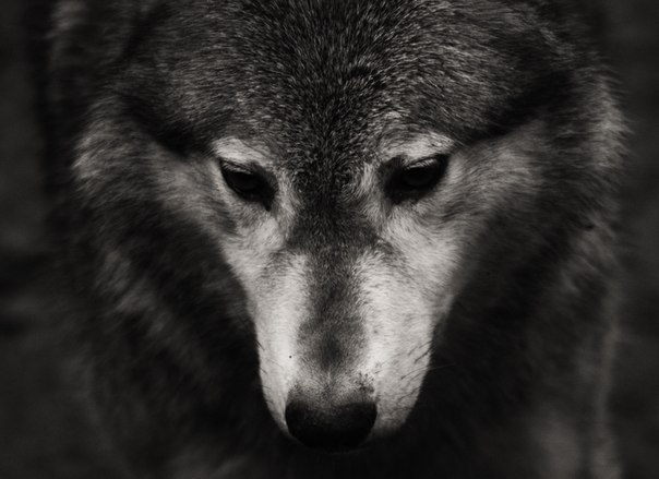 Манькины сказки. Оборотень