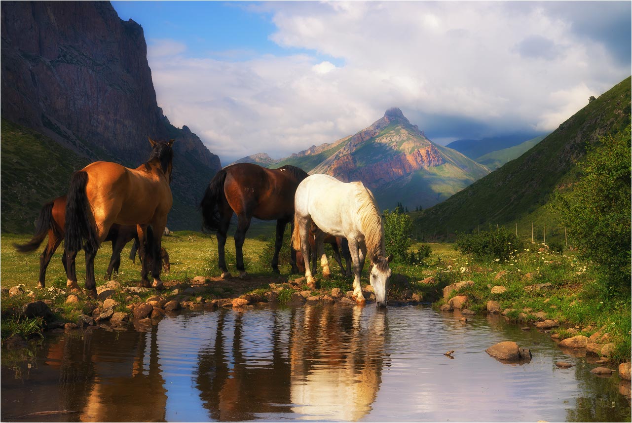 Год лошади камни. Пейзаж горы лето с лошадью. Булунгу. Лошади летом высокое качество черно белое. Фото села Булунгу.