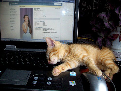 Ждать тебя в сети