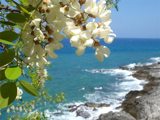 Акация видео. читает автор