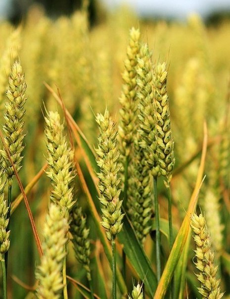 Мы пришли из созвездий