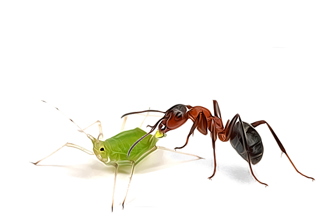 Тля рыжий муравей тип биотических отношений. Тля. Тля и муравьи. Тля для муравьев. Муравей на белом фоне.