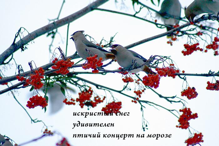 Вы слышали как пели птицы. Птицы поют зимой. Зимующие птицы-Поющие. Пение птиц зимой. Поющие птицы зимой в Коми.
