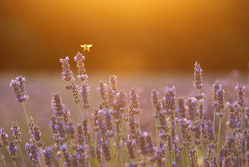 Запах лета медового цвета