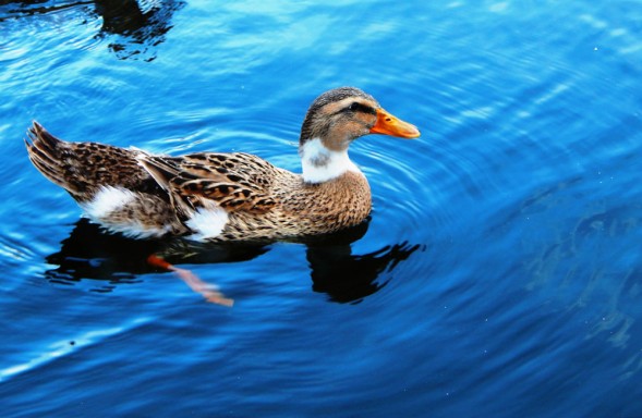 На пруду (Нина Железкова) / Стихи.ру