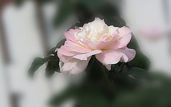 Про ягодку Полинку