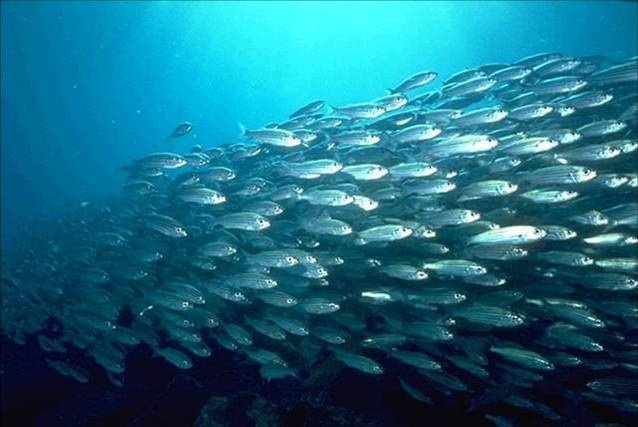 не как рыбы