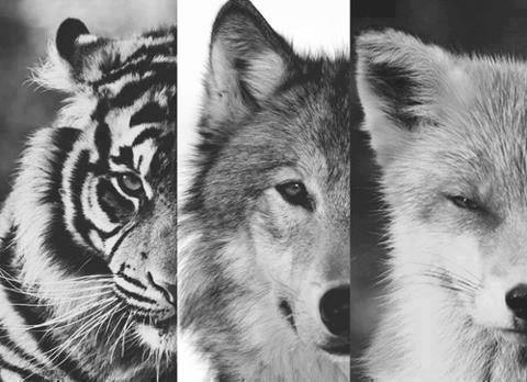 Когда приходит ночь