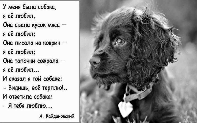 Песня твоя собачка одета дороже тебя. Стих про собаку. Цитаты про собак. Цитаты и стихи про собак. Красивые высказывания про собак.