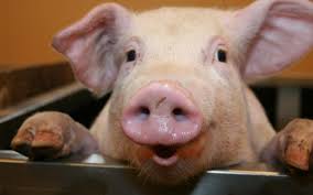 Эсмеральда