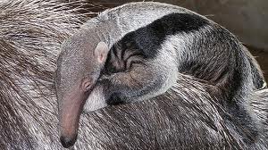 Сарра Хагерзак