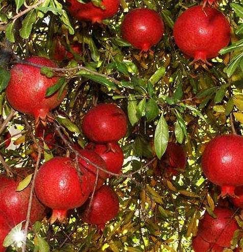 Из испанского