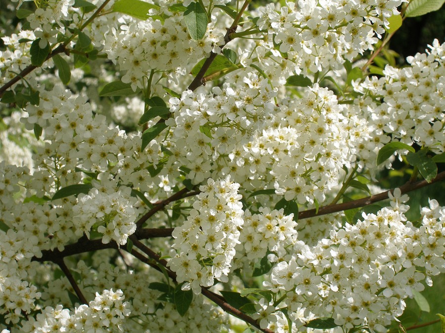 Заблудился в черёмухе ветер...