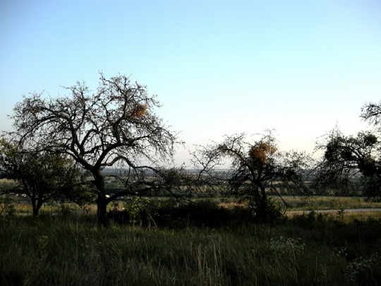 Заброшенный сад