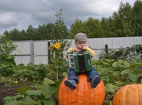 Вот это тыква!