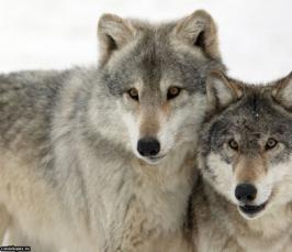 Велес, Волчий Сват - 03. 02