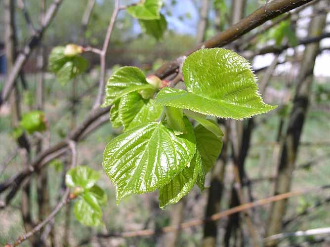 Магия весны