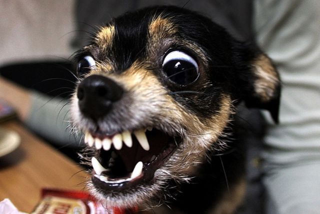 Дорогая моя тёща! секс-юмор