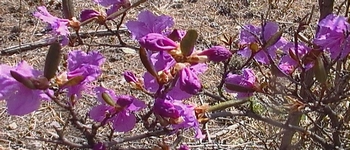 Багульник