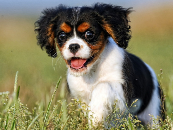 Очень я боюсь клещей! для детей