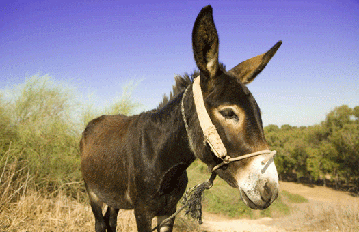 Ослик