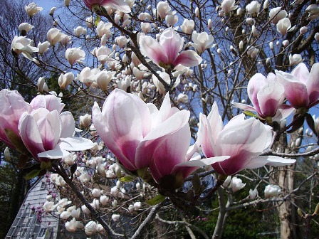 Бутоны магнолий...