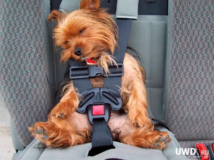 Безопасность и уют! юмор к фото Яндекс