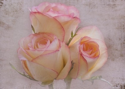 Песнь о принцессе и рыцаре