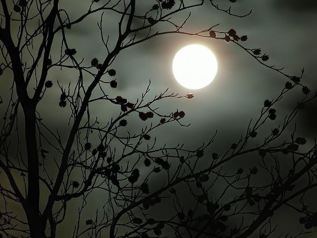 Пришпорив лунного коня...