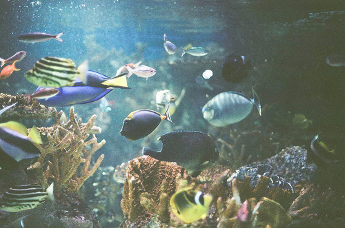 Ты будишь рыб в моём океане