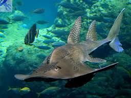 Чудо-рыбка!