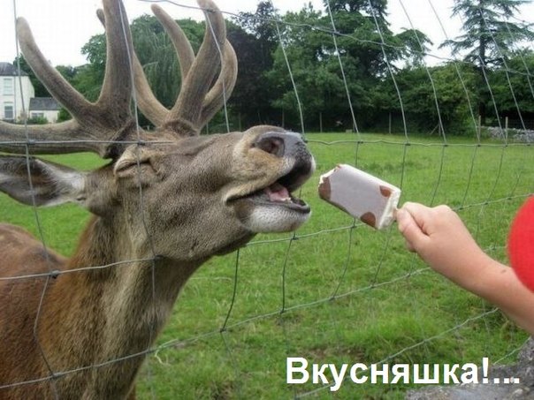 Сладкоежки и среди животных есть...