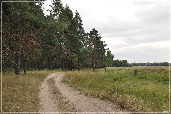 Зеленеют луга по утру