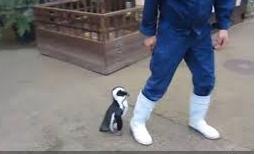 Чёрно-белая Сакура