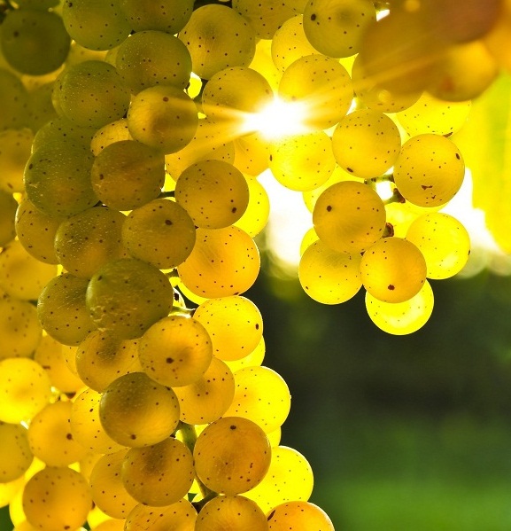 Виноградное