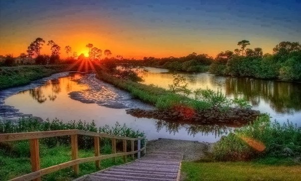 Небосвода ромашковый цвет